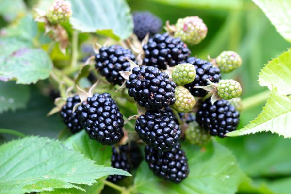 Blackberry Bush Removal in Lake Mary