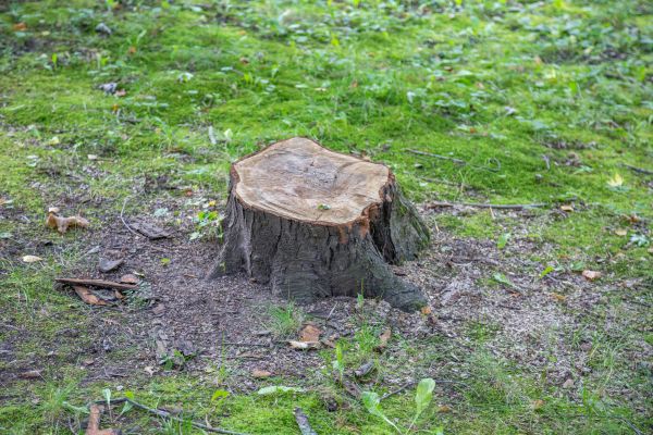 Bush Stump Removal in Lake Mary