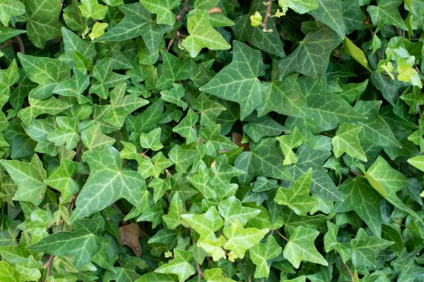 English Ivy Removal in Lake Mary