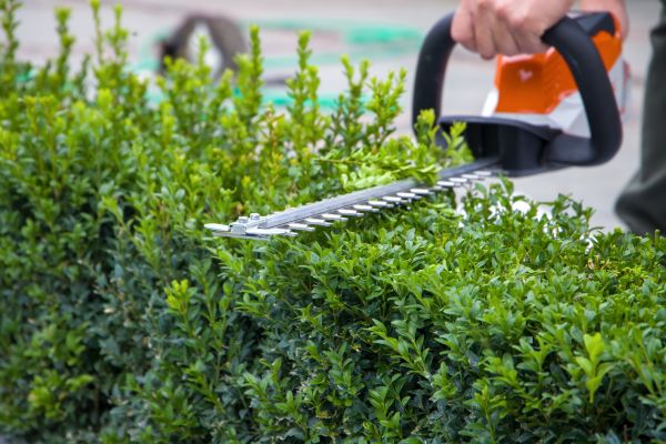 Hedge Pruning in Lake Mary