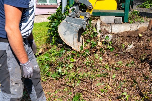 Hedge Removal Service in Lake Mary