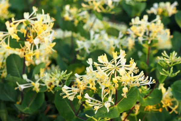 Honeysuckle Removal in Lake Mary