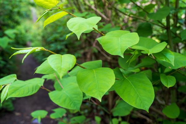Invasive Plant Removal in Lake Mary