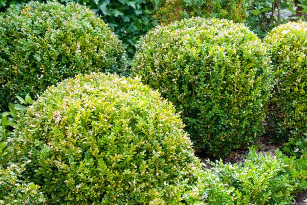 Landscape Trimming Service in Lake Mary
