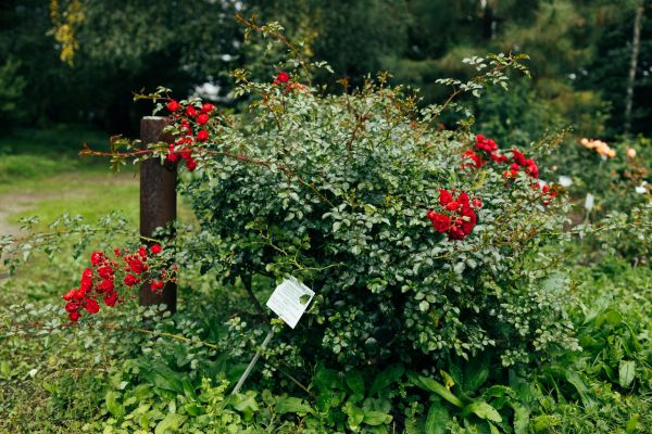 Rose Bush Removal in Lake Mary