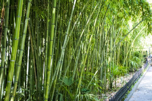 Bamboo Root Removal in Lake Mary