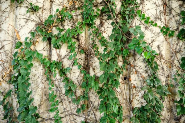 Vine Removal Service in Lake Mary