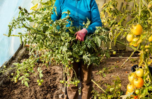 Garden Plant Removal in Lake Mary