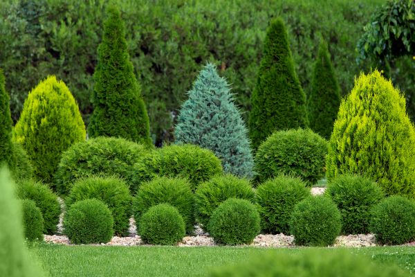 Shrub Shaping in Lake Mary