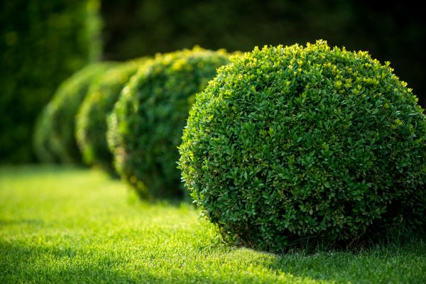 Bush Pruning in Lake Mary
