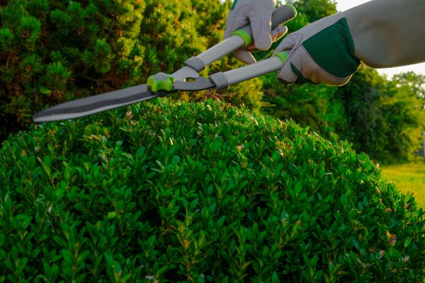 Topiary Shearing in Lake Mary