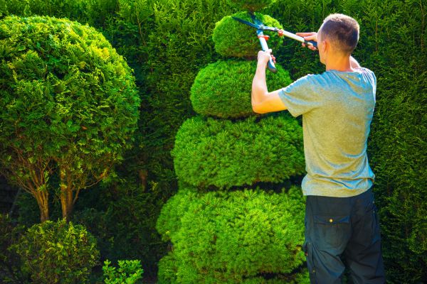 Topiary Shaping in Lake Mary