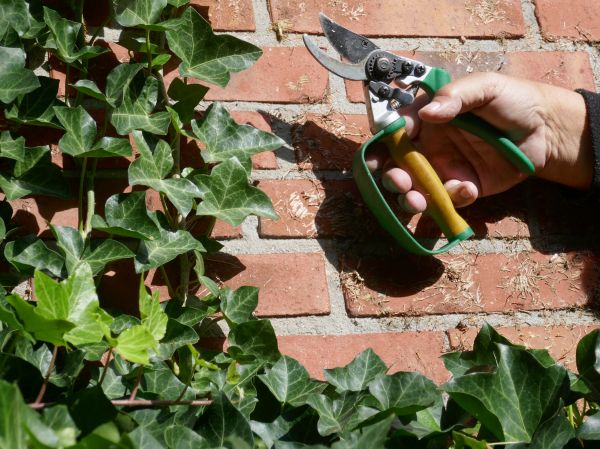 Ivy Removal Service in Lake Mary