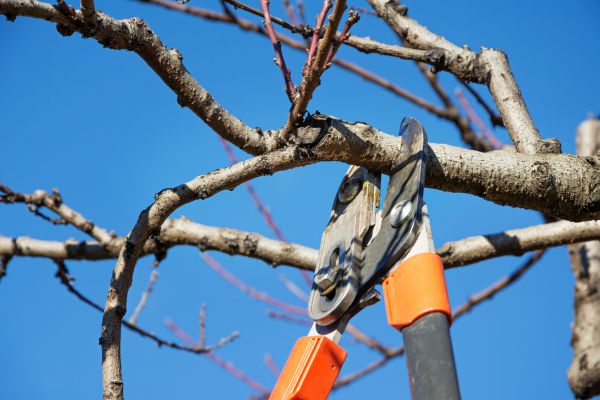 Selective Pruning in Lake Mary
