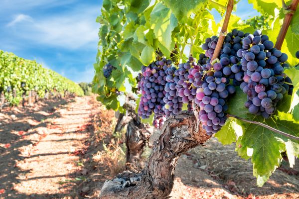 Grapevine Pruning in Lake Mary