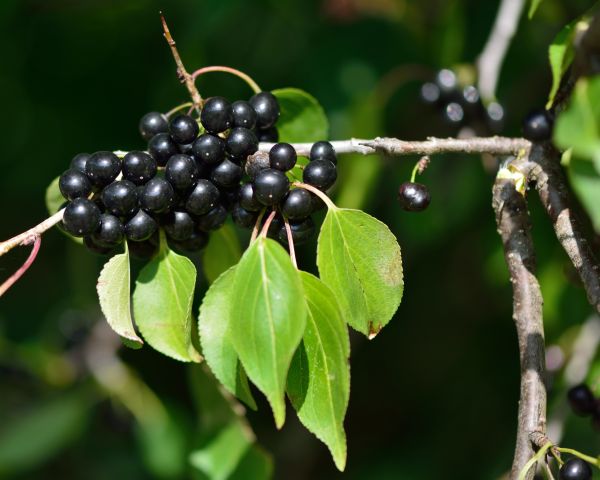 Buckthorn Removal in Lake Mary