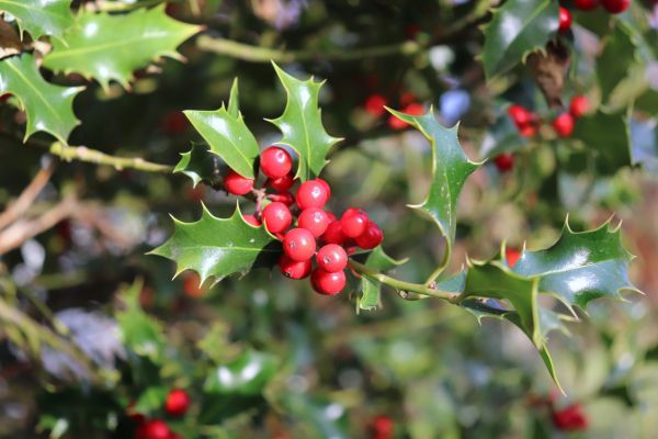Holly Tree Trimming in Lake Mary
