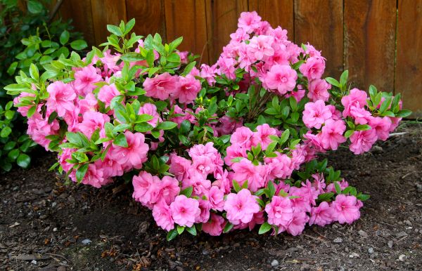 Azaleas Removal in Lake Mary