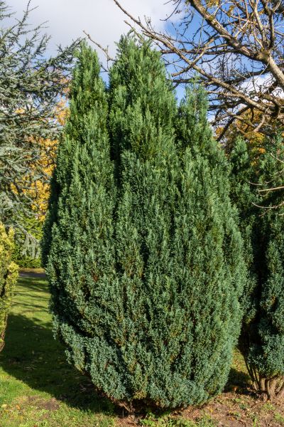 Juniper Trimming in Lake Mary