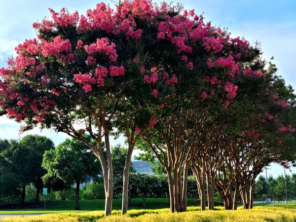 Crepe Myrtle Pruning in Lake Mary