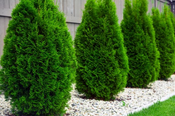Arborvitae Pruning in Lake Mary