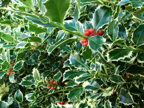 Holly Bushes Trimming in Lake Mary