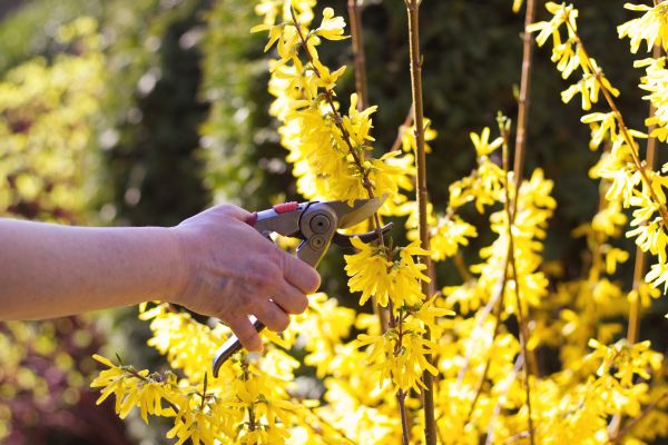 Forsythia Pruning in Lake Mary