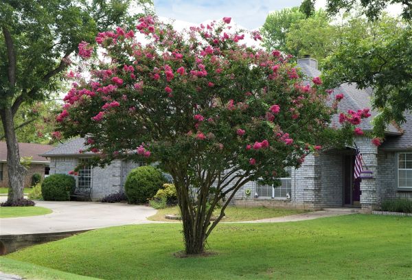 Crepe Myrtle Trimming in Lake Mary