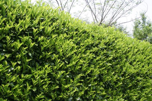 Laurel Shrub Removal in Lake Mary