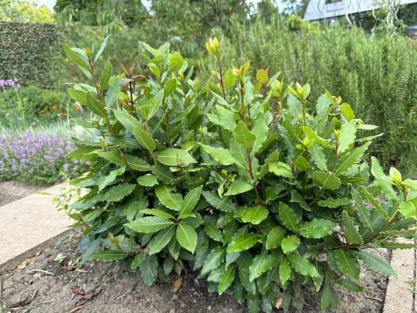 Laurel Hedge Removal in Lake Mary