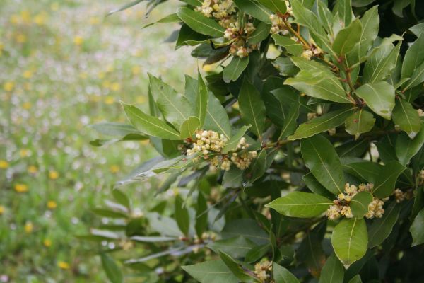 Laurel Trimming in Lake Mary