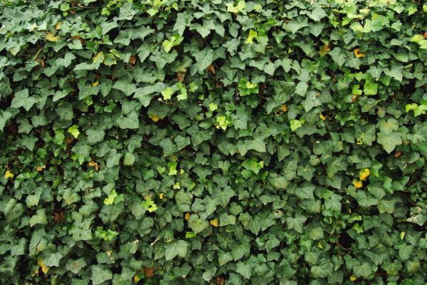 Ivy Pruning service in Lake Mary