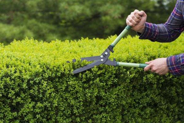 Evergreen Shrub Pruning in Lake Mary