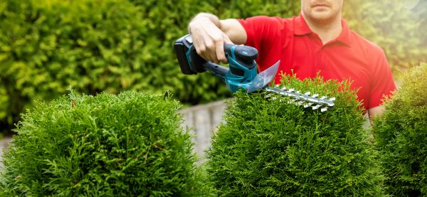 Hedge Shaping Service in Lake Mary
