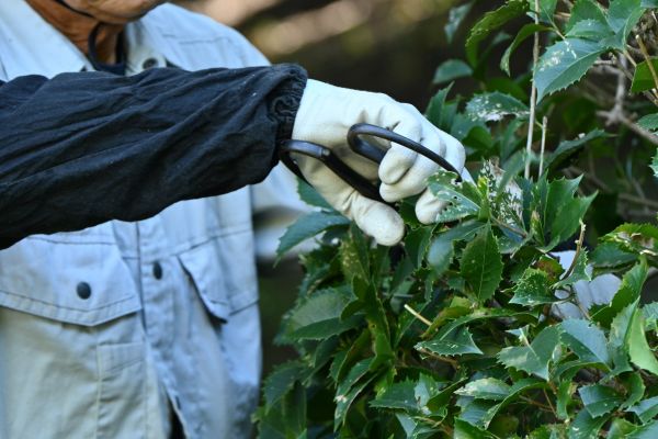 Holly Pruning in Lake Mary