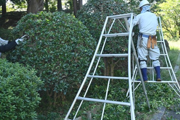Holly Shaping in Lake Mary