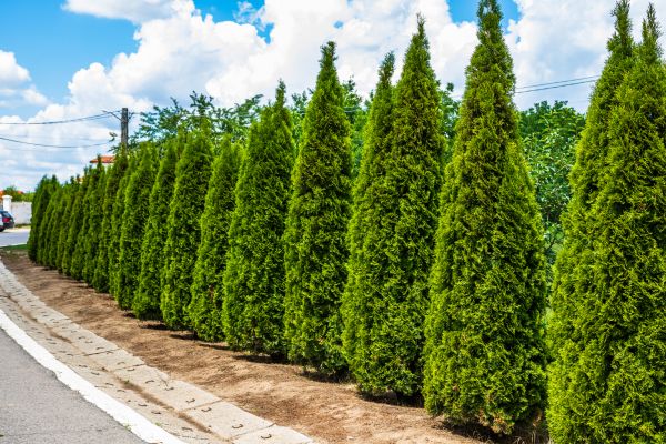 Arborvitae Shearing in Lake Mary