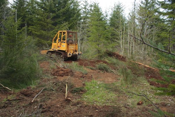 Shrubbery Clearing in Lake Mary