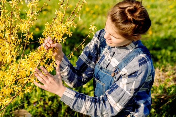 Forsythia Trimming in Lake Mary
