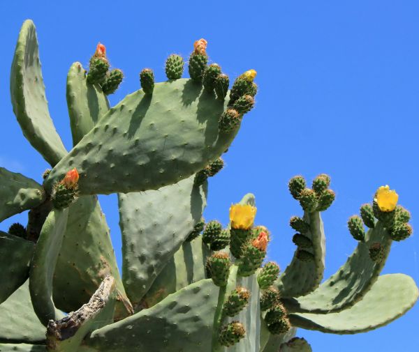 Cactus Removal in Lake Mary