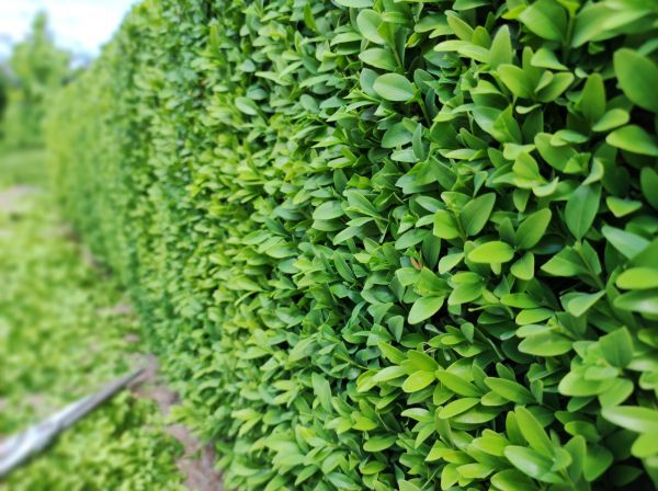 Boxwood Pruning in Lake Mary