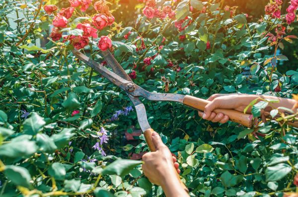 Knockout Roses Pruning in Lake Mary