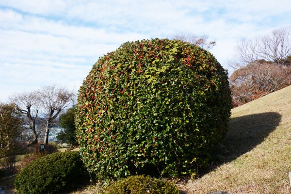 Holly Shrub Pruning in Lake Mary