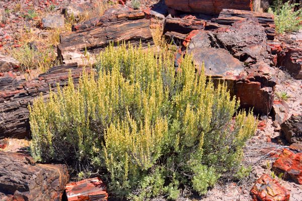 Sagebrush Removal in Lake Mary