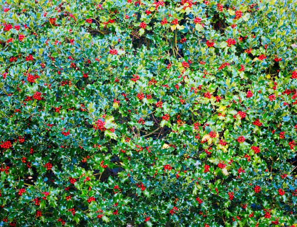 Holly Bush Removal in Lake Mary