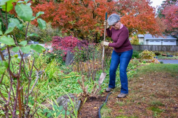 Dead Bush Removal in Lake Mary