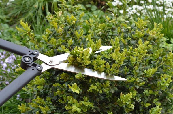 Boxwood Trimming in Lake Mary