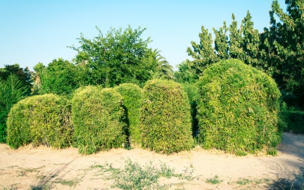 Bamboo Hedge Removal in Lake Mary