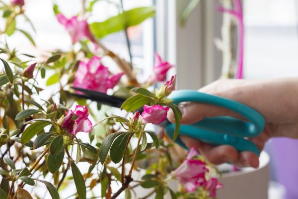 Azalea Pruning in Lake Mary