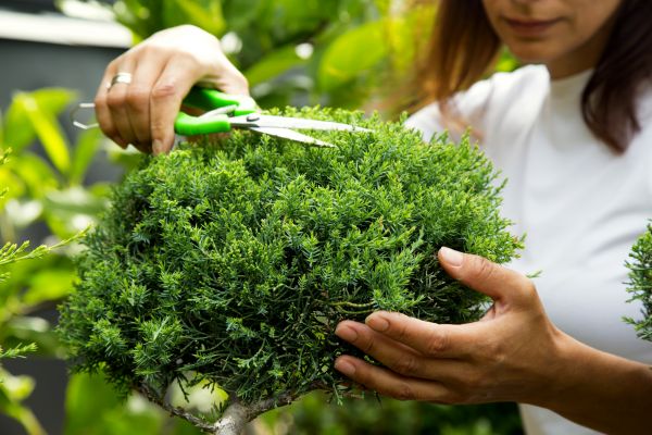 Juniper Shrub Pruning in Lake Mary